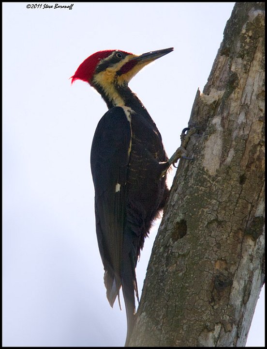 _1SB8650 pileated woodpecker.jpg
